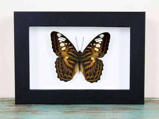 Clipper Butterfly in a Frame - www.Shopthatapp.com