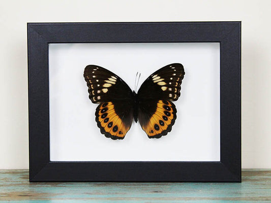 Hypolimnas Pandarus Butterfly in a frame - www.Shopthatapp.com