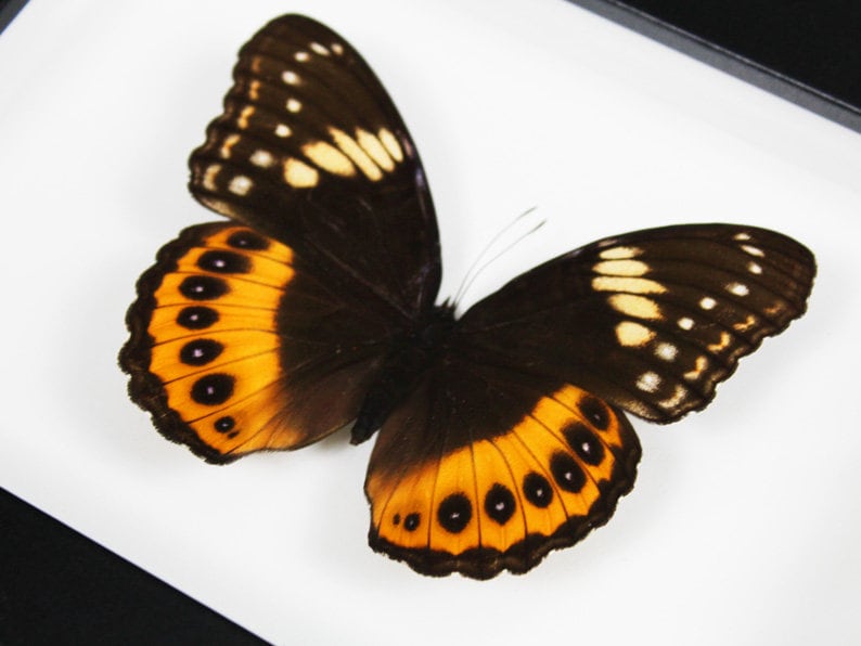 Hypolimnas Pandarus Butterfly in a frame - www.Shopthatapp.com