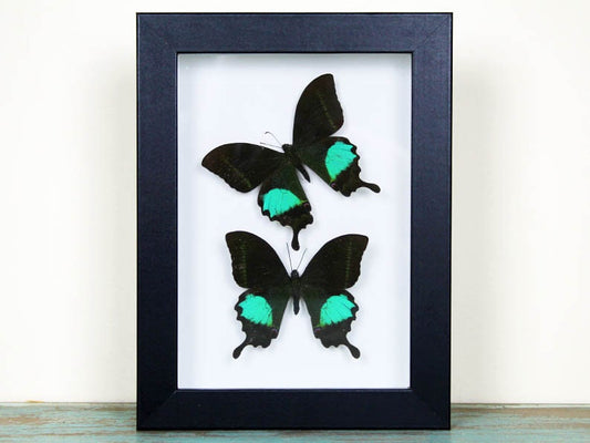 Peacock paris Double in a frame