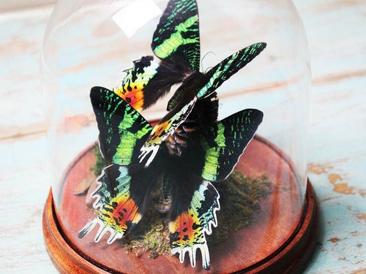 Sunset moth duo in a dome - www.Shopthatapp.com