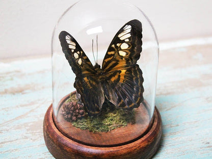 Papillon Clipper dans un dôme