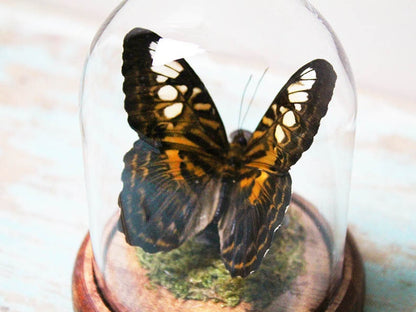Papillon Clipper dans un dôme