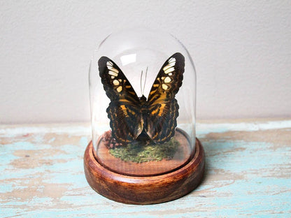 Papillon Clipper dans un dôme