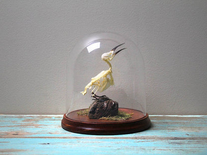 Bee-Eater Bird Skeleton in a Dome - www.Shopthatapp.com