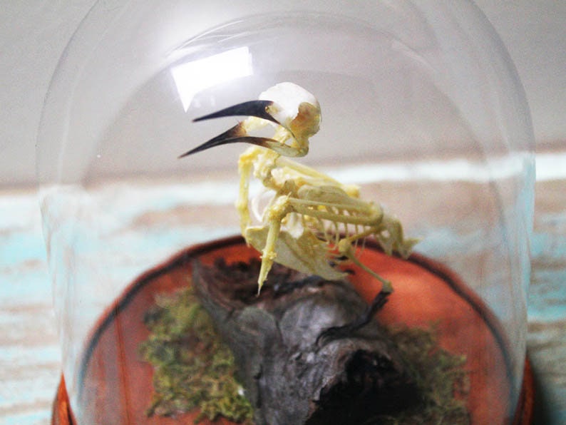 Bee-Eater Bird Skeleton in a Dome - www.Shopthatapp.com