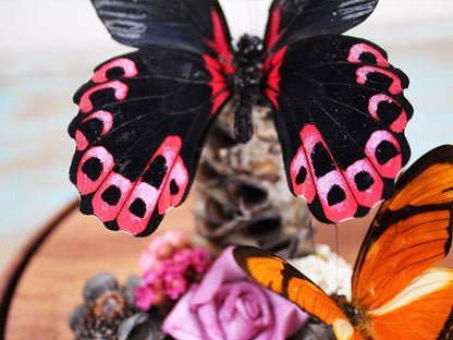 Papilio rumanzovia dans un dôme décoratif