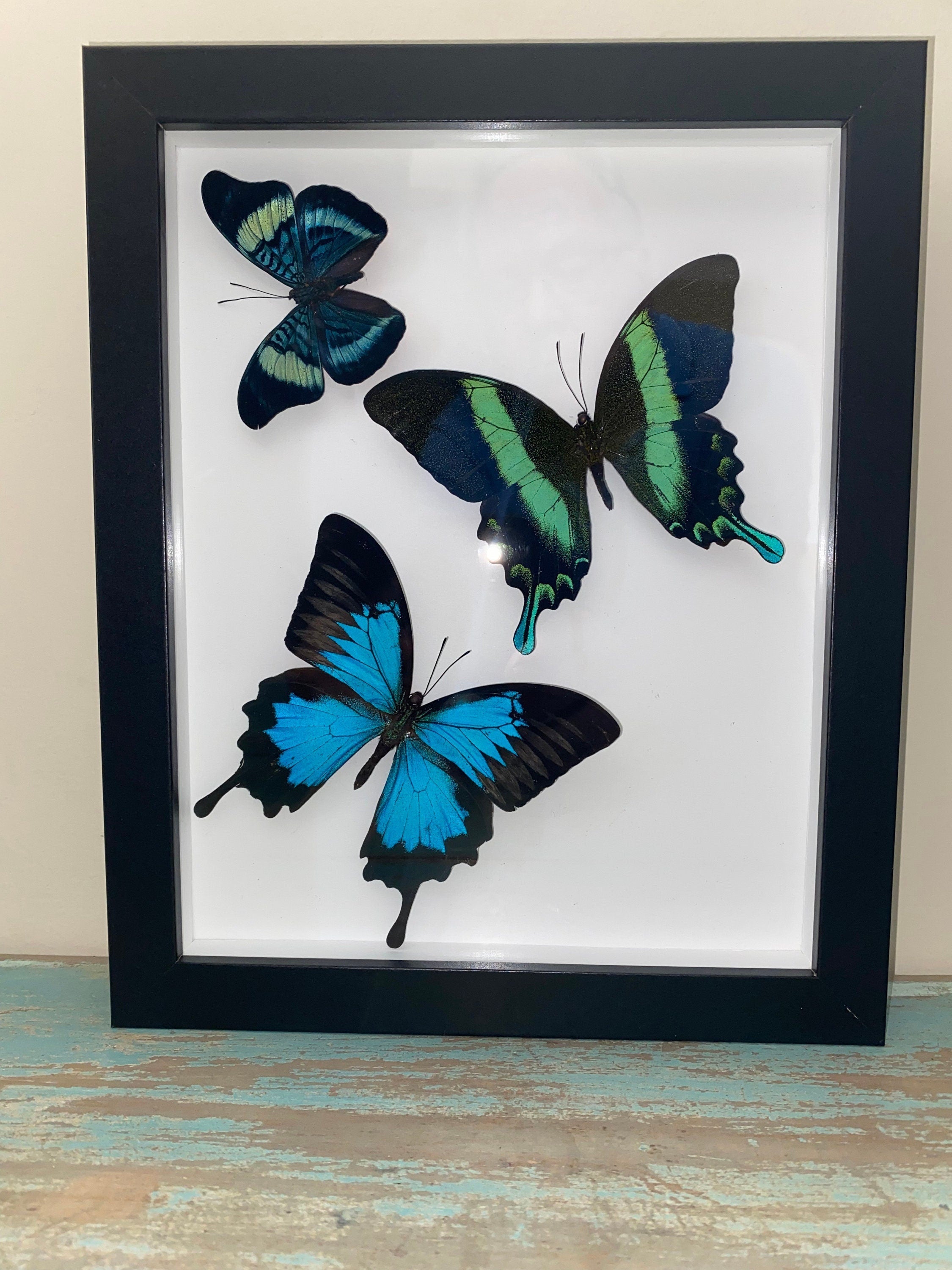 Swallowtail Swirl - www.Shopthatapp.com