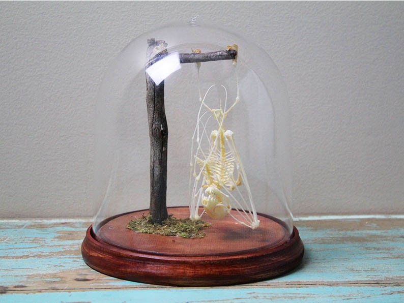 Asian Bat Skeleton in a dome - Non-Cites Listed Species - www.Shopthatapp.com
