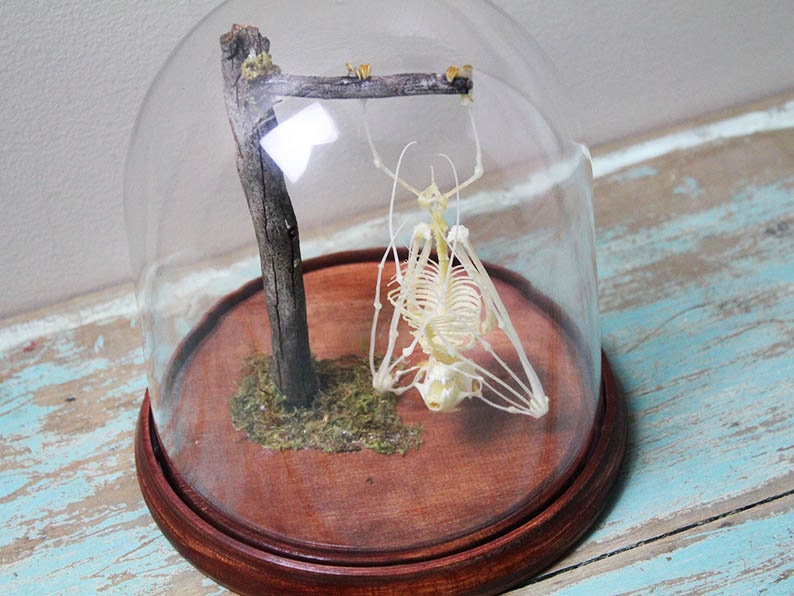 Asian Bat Skeleton in a dome - Non-Cites Listed Species - www.Shopthatapp.com
