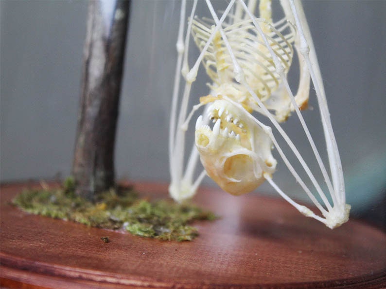 Asian Bat Skeleton in a dome - Non-Cites Listed Species - www.Shopthatapp.com