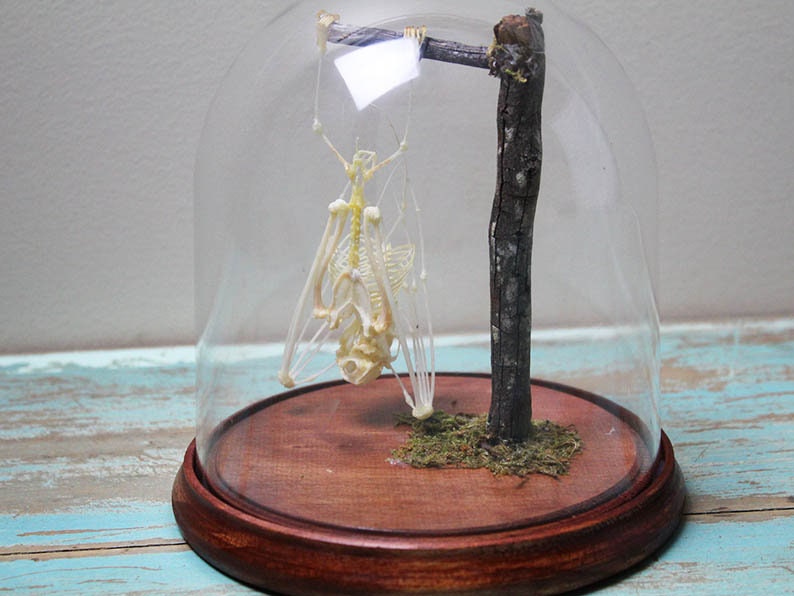 Asian Bat Skeleton in a dome - Non-Cites Listed Species - www.Shopthatapp.com