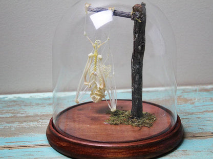 Asian Bat Skeleton in a dome - Non-Cites Listed Species - www.Shopthatapp.com