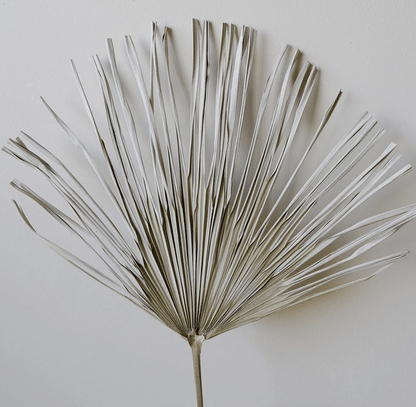 Natural Dried Palm Leaf - Set of 2 - www.Shopthatapp.com
