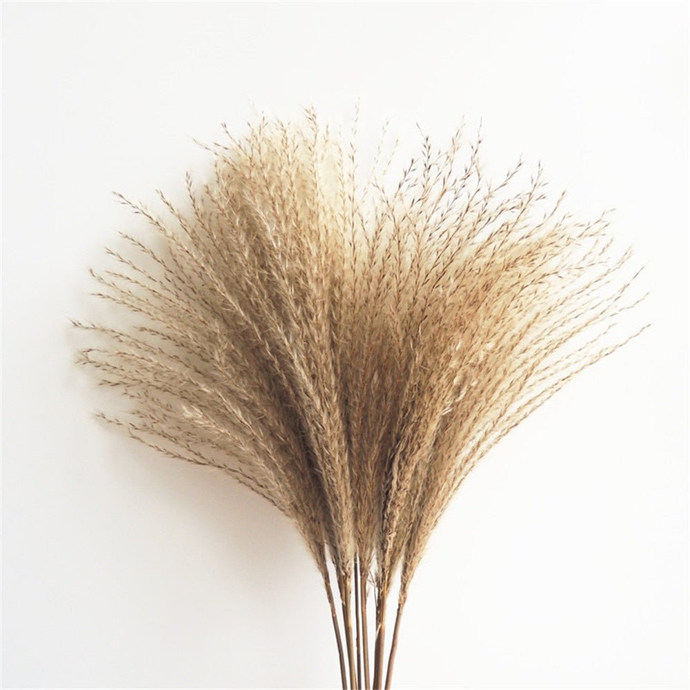 Dried Pampas Grass - www.Shopthatapp.com