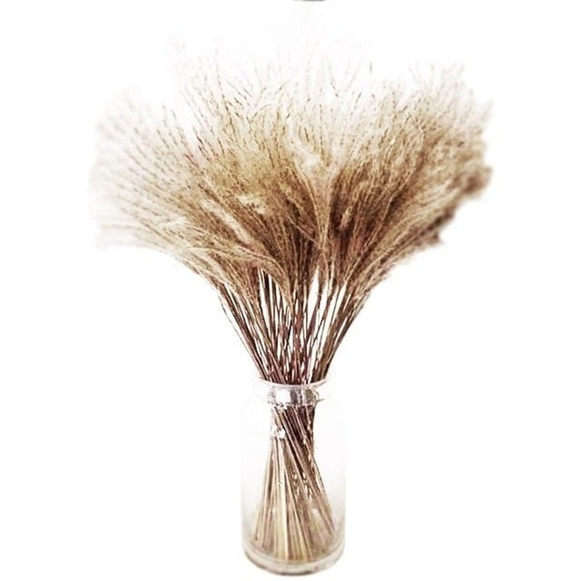 Dried Pampas Grass - www.Shopthatapp.com