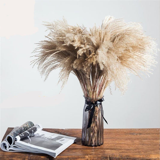 Dried Pampas Grass - www.Shopthatapp.com