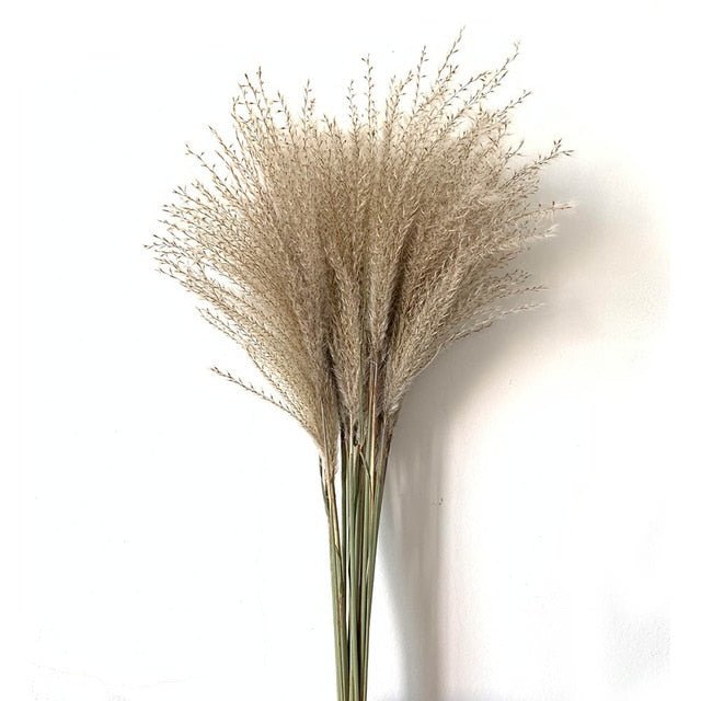 Dried Pampas Grass - www.Shopthatapp.com