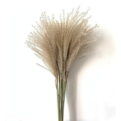 Dried Pampas Grass - www.Shopthatapp.com