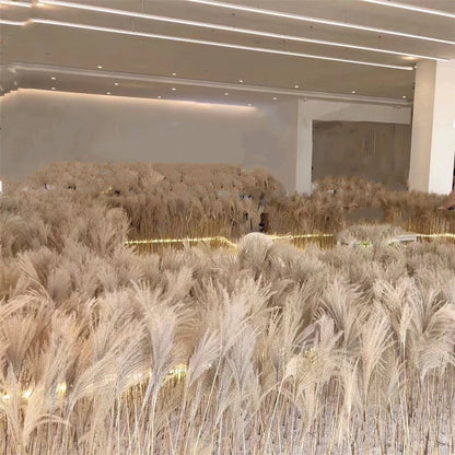 Dried Pampas Grass - www.Shopthatapp.com