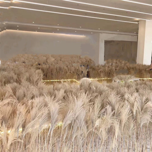 Dried Pampas Grass - www.Shopthatapp.com