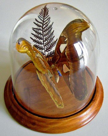 Attacus atlas, Atlas Moth Butterfly in a Dome - www.Shopthatapp.com
