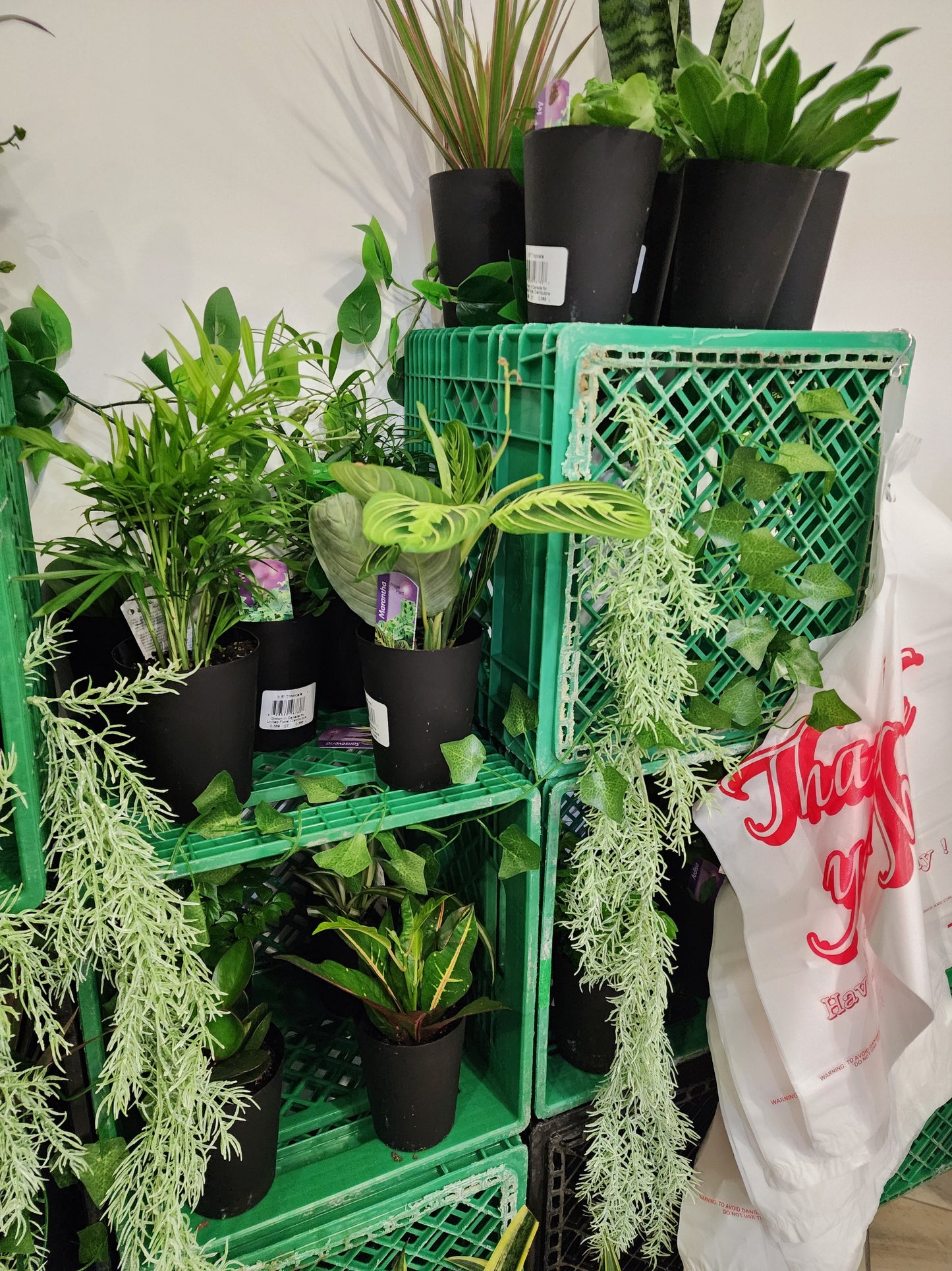Bar à plantes
