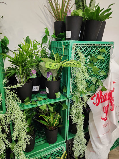 Bar à plantes