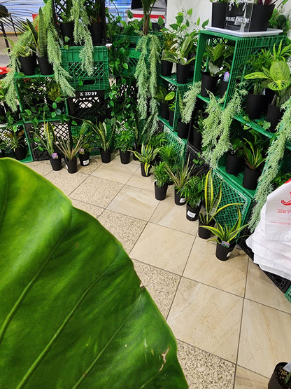 Bar à plantes