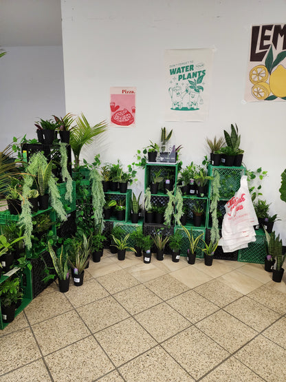 Bar à plantes