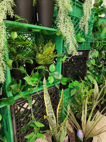 Bar à plantes