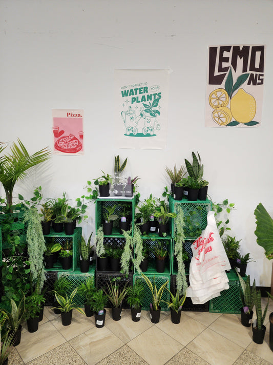 Bar à plantes
