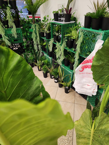 Bar à plantes