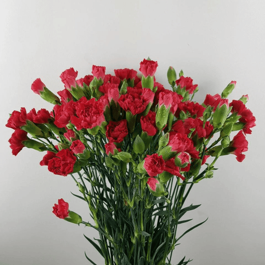 Spray Carnations Red - www.Shopthatapp.com