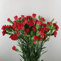 Spray Carnations Red - www.Shopthatapp.com