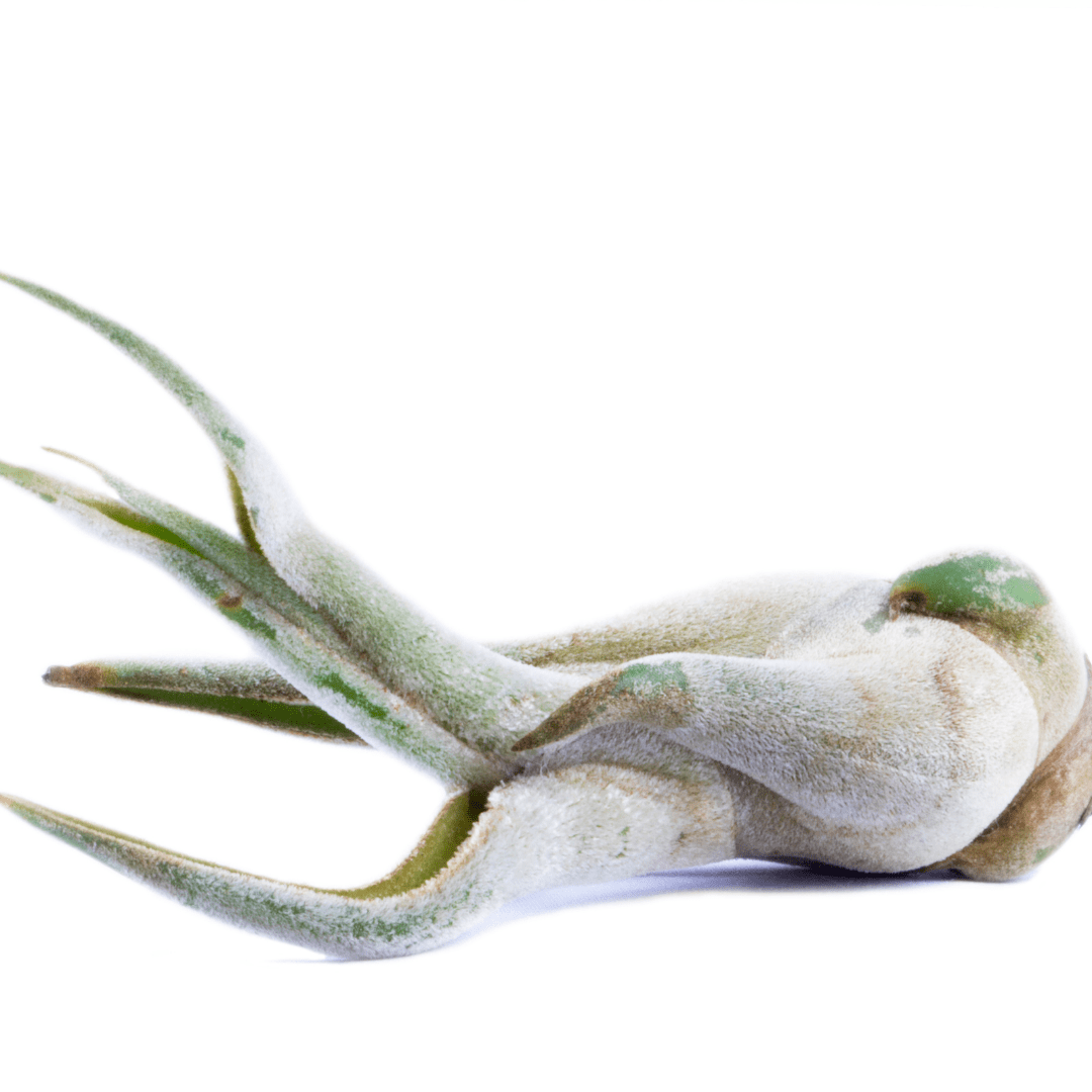 Tillandsia Caput - Madusae Air Plant Large - www.Shopthatapp.com