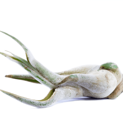 Tillandsia Caput - Madusae Air Plant Large - www.Shopthatapp.com