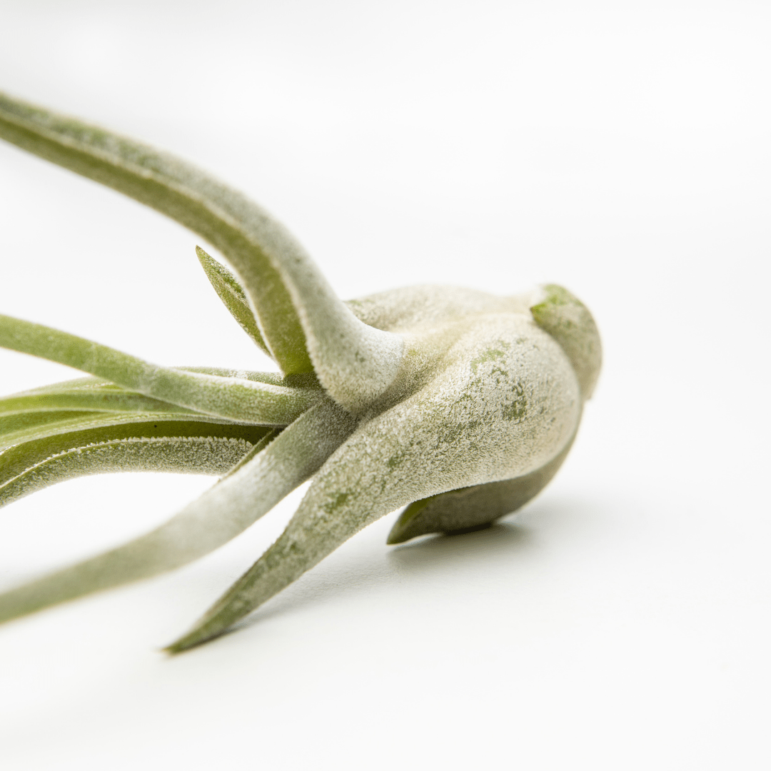 Tillandsia Caput - Madusae Air Plant Large - www.Shopthatapp.com