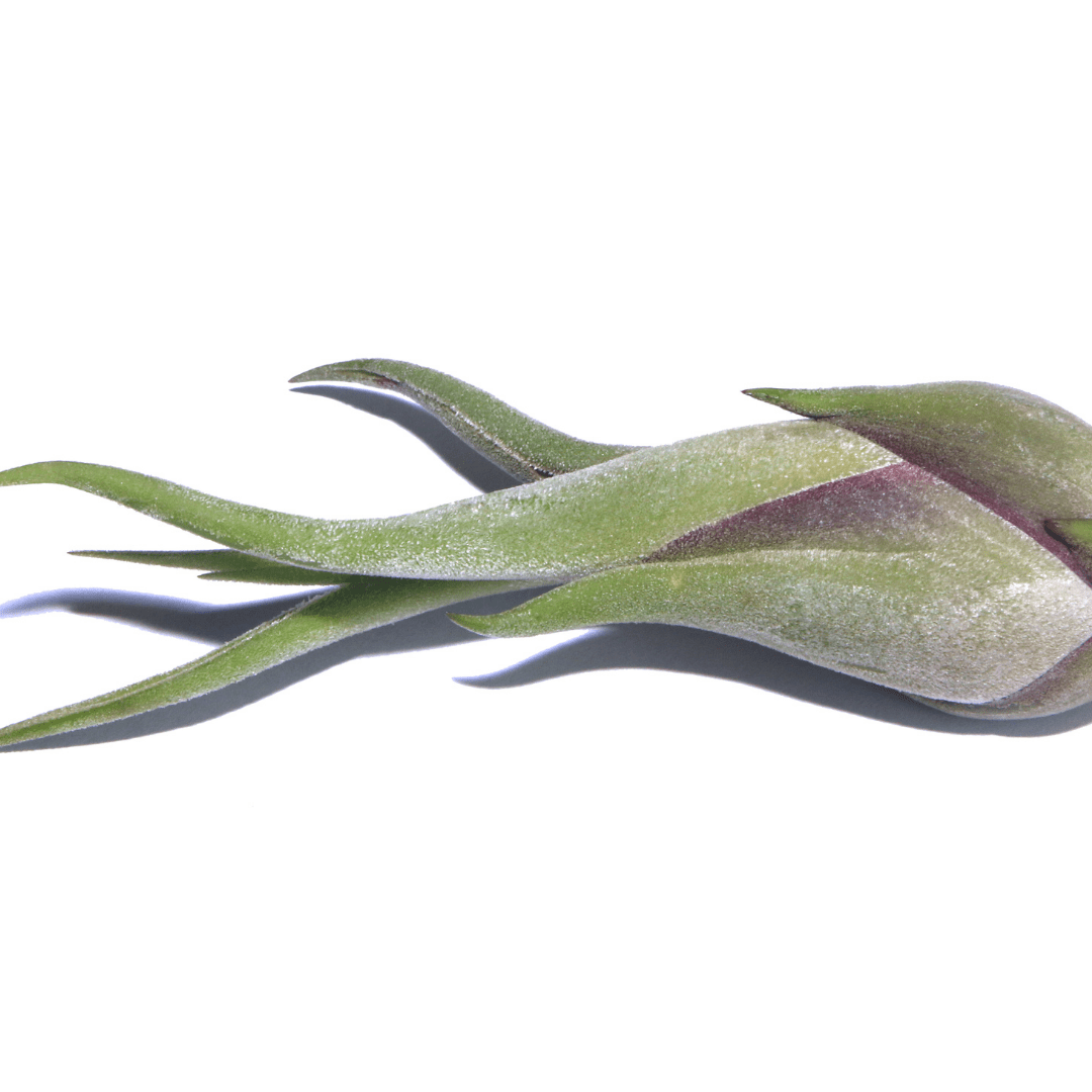 Tillandsia Caput - Madusae Air Plant Large - www.Shopthatapp.com