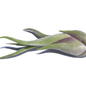 Tillandsia Caput - Madusae Air Plant Large - www.Shopthatapp.com