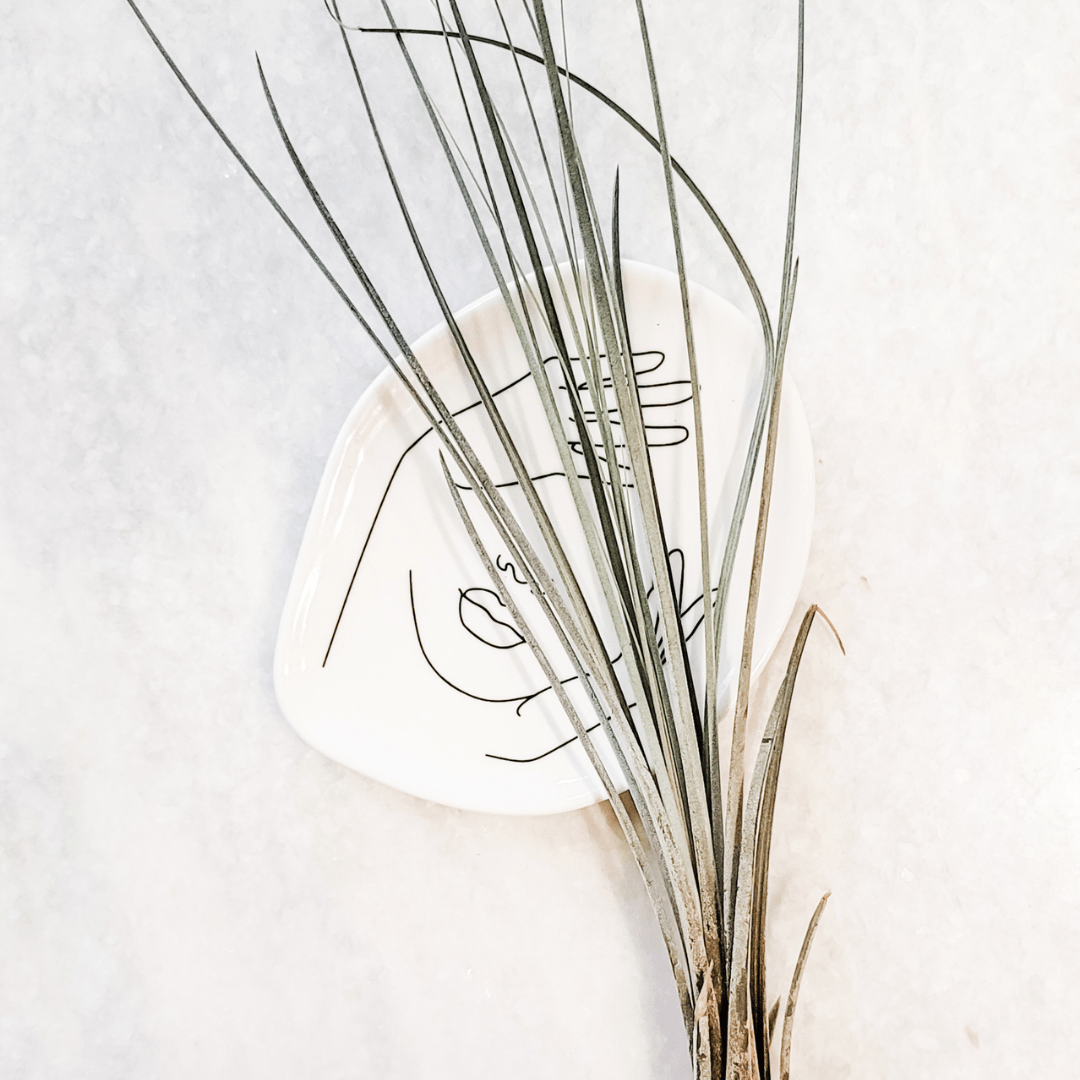 Tillandsia Juncea Air Plant XL - www.Shopthatapp.com