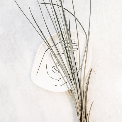 Tillandsia Juncea Air Plant XL - www.Shopthatapp.com