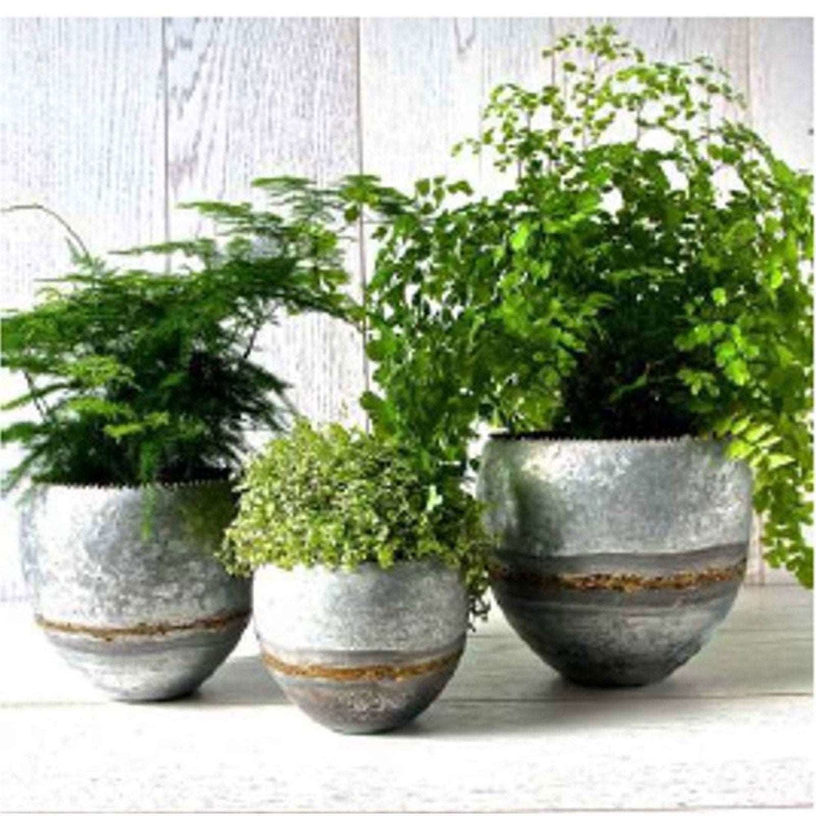 Viola planter set sale featuring three metal pots with lush greenery for stylish home decor