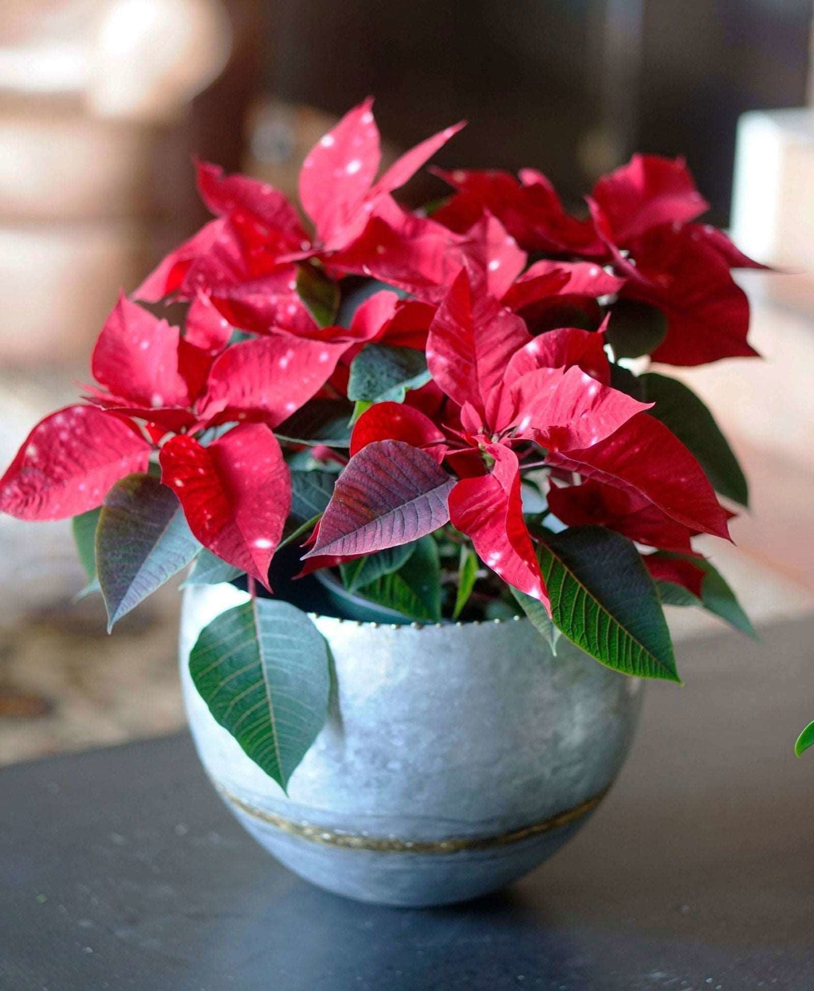 Viola planter set sale featuring a decorative grey pot with vibrant red poinsettia flowers