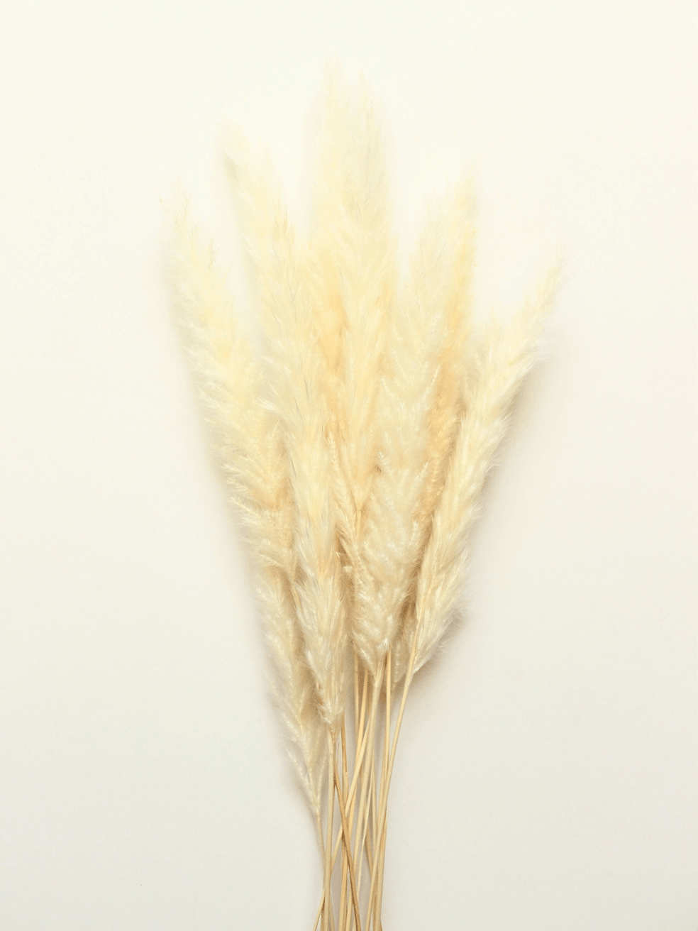 White Mini Pampas Grass - www.Shopthatapp.com