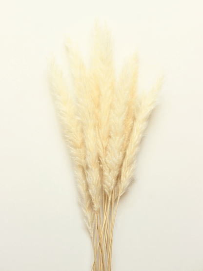 White Mini Pampas Grass - www.Shopthatapp.com